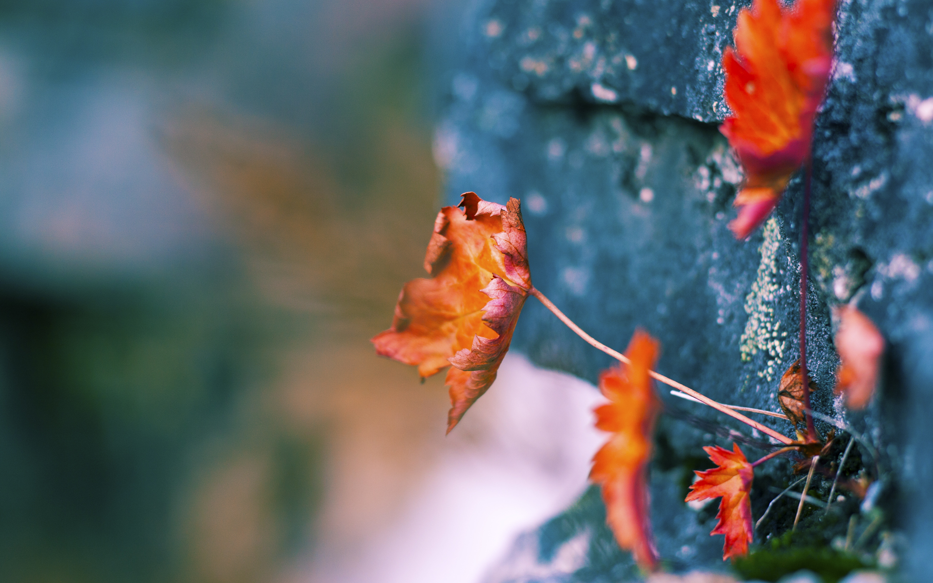 熊猫体育在线登录-法国女子队有望成为全球橄榄球新亮点，法国橄榄球运动员日历